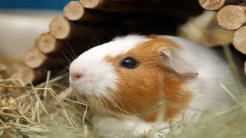 Buying guinea pigs from pets best sale at home